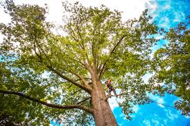 Best Tree Health Inspection  in USA